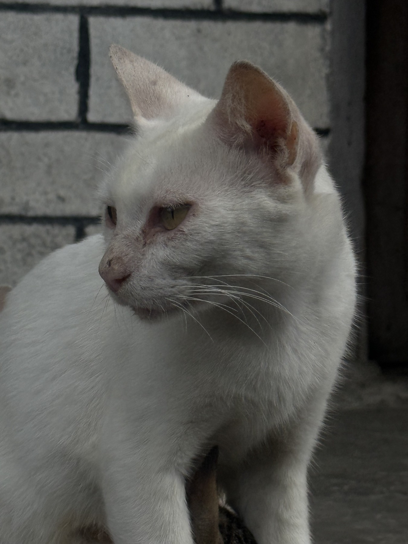 A white cat turns its head beside a gray wall.