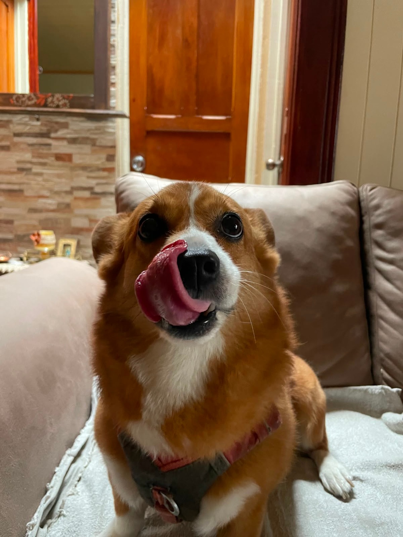 A brown-and-white dog with its tongue visible sits on a couch.