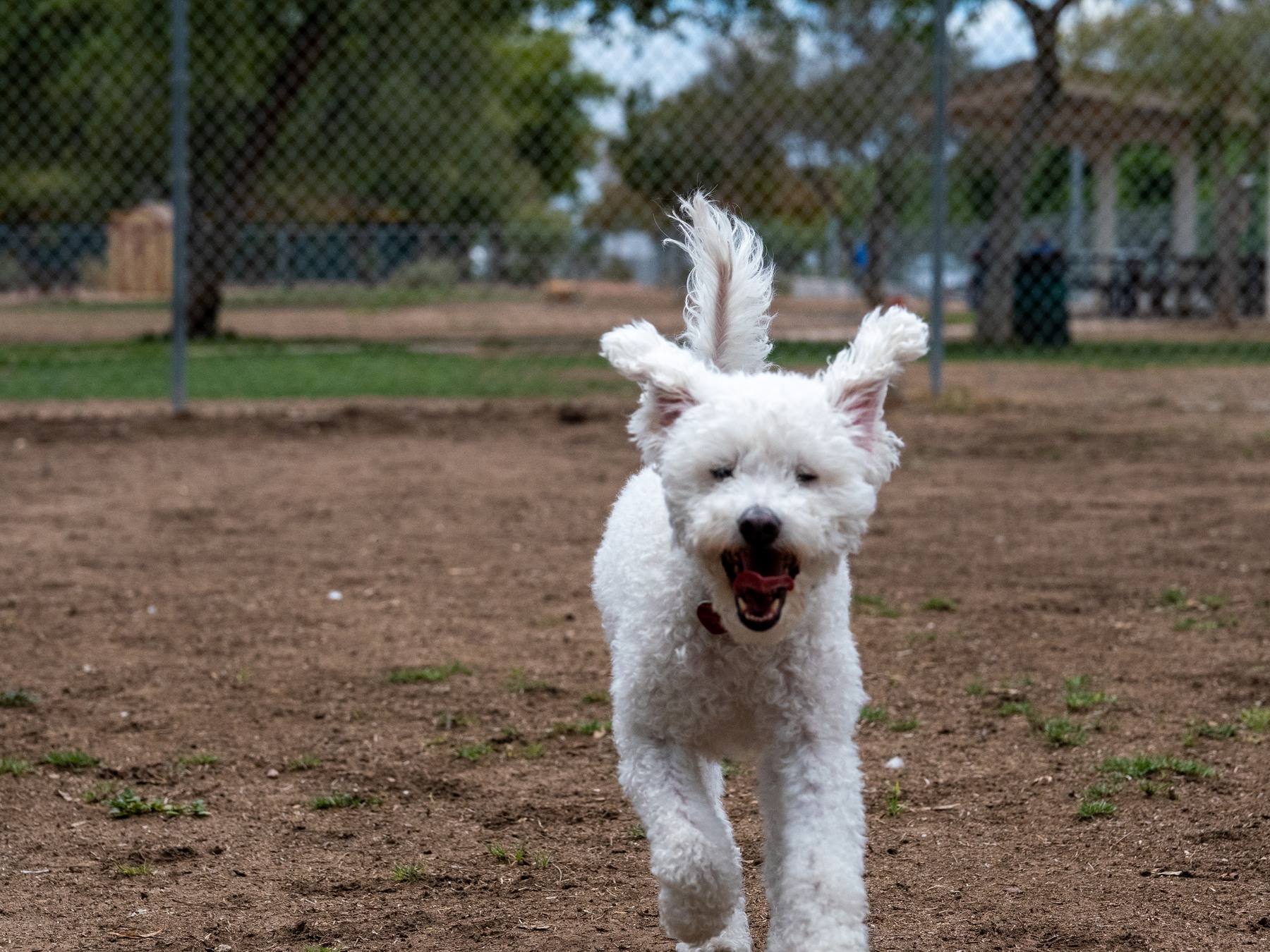 A white dog runs across an enclosed outdoor area.