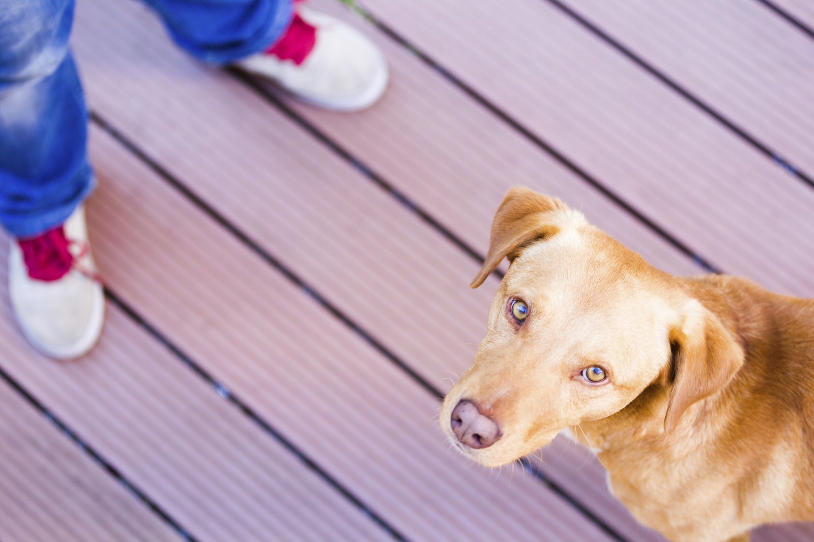 A dog looking toward the camera