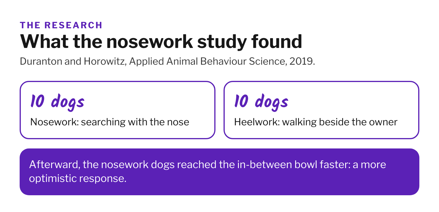 Card summarizing the 2019 study: 20 pet dogs, 10 did nosework and 10 did heelwork, nosework dogs reached an ambiguous bowl faster, read as more optimism.