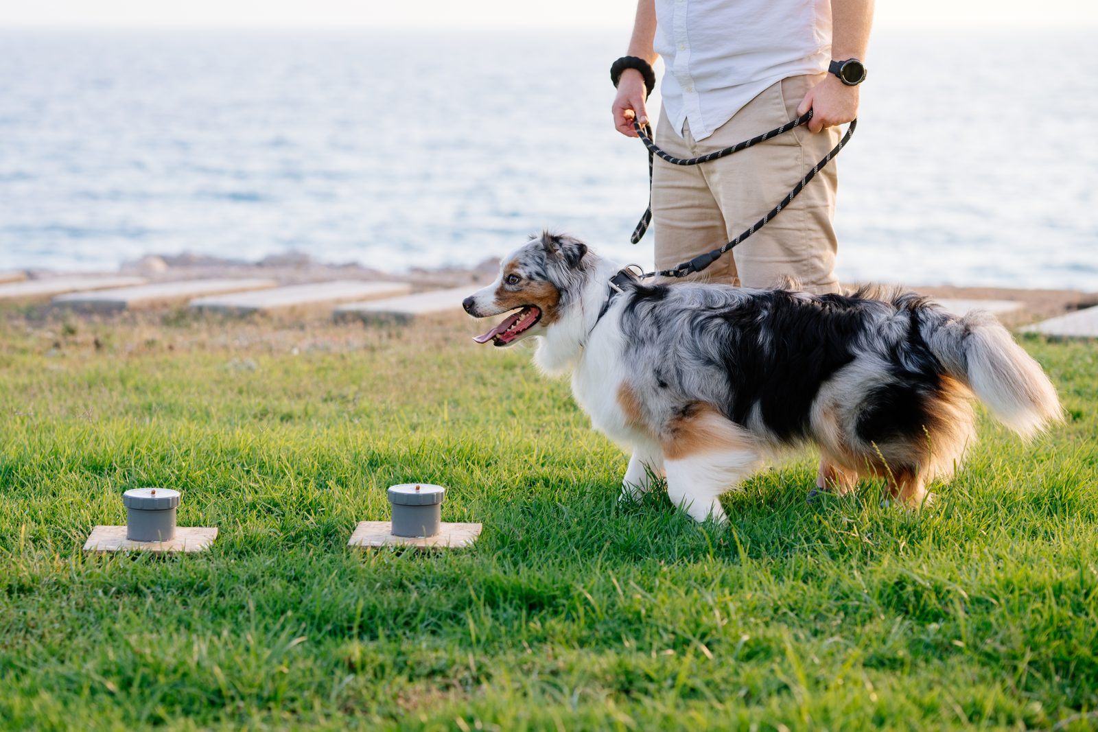 An Australian Shepherd on a leash approaches two scent containers set out on grass for a nose work search