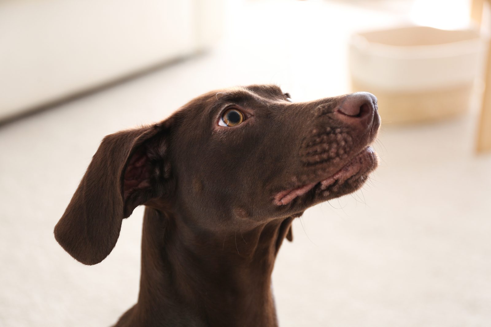 A chocolate German Shorthaired Pointer looks up attentively in a bright, softly lit room at home