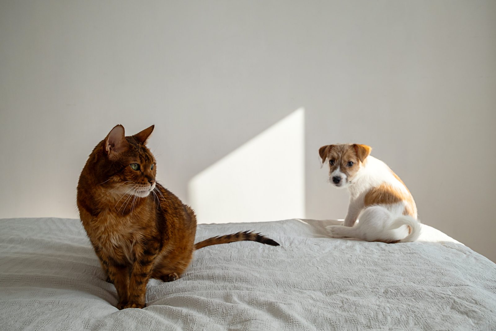 A Bengal cat and a Jack Russell puppy sit apart on a white bed, each looking in a different direction