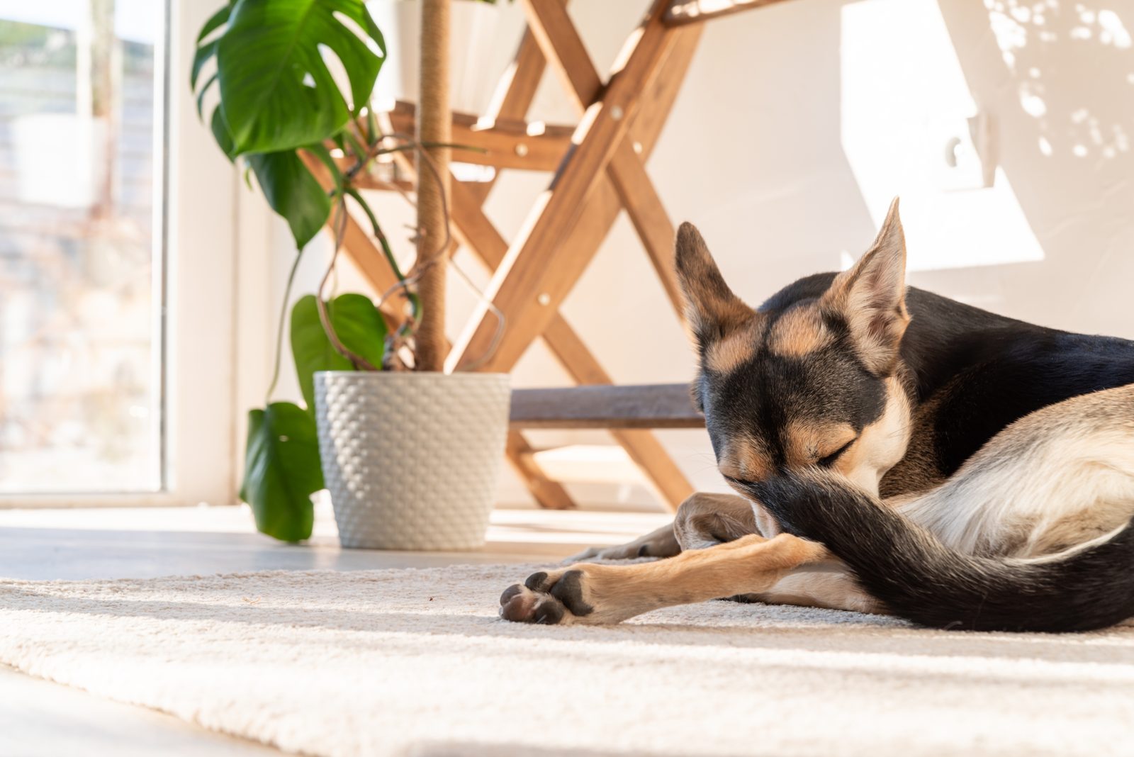 A German Shepherd mix sleeps curled on a rug in a sunlit living room beside a potted monstera plant