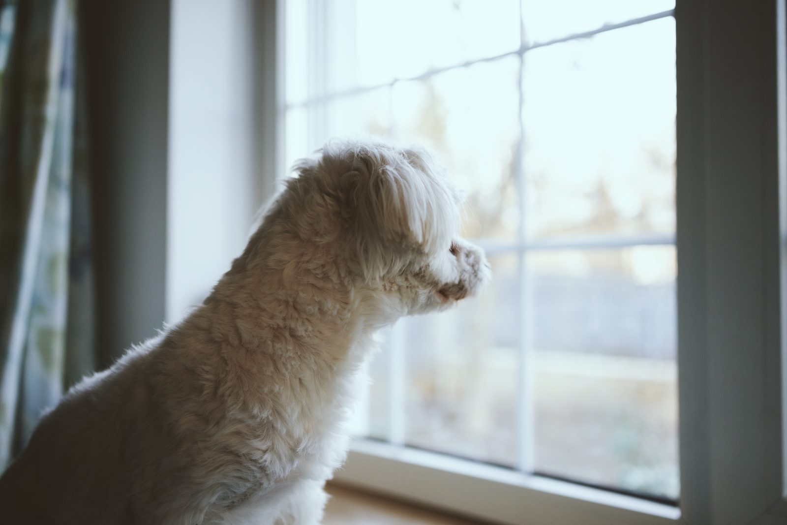 A small white dog sits by a large window, watching the view outside in soft daylight