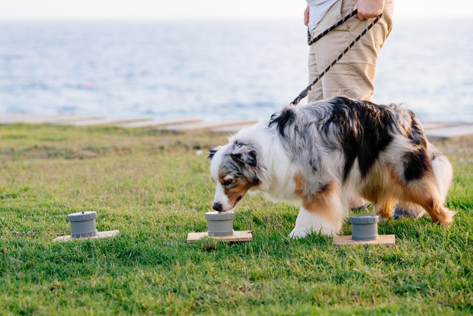 Blue merle Australian shepherd on a leash sniffing one of three grey scent containers set on wooden boards on seaside grass