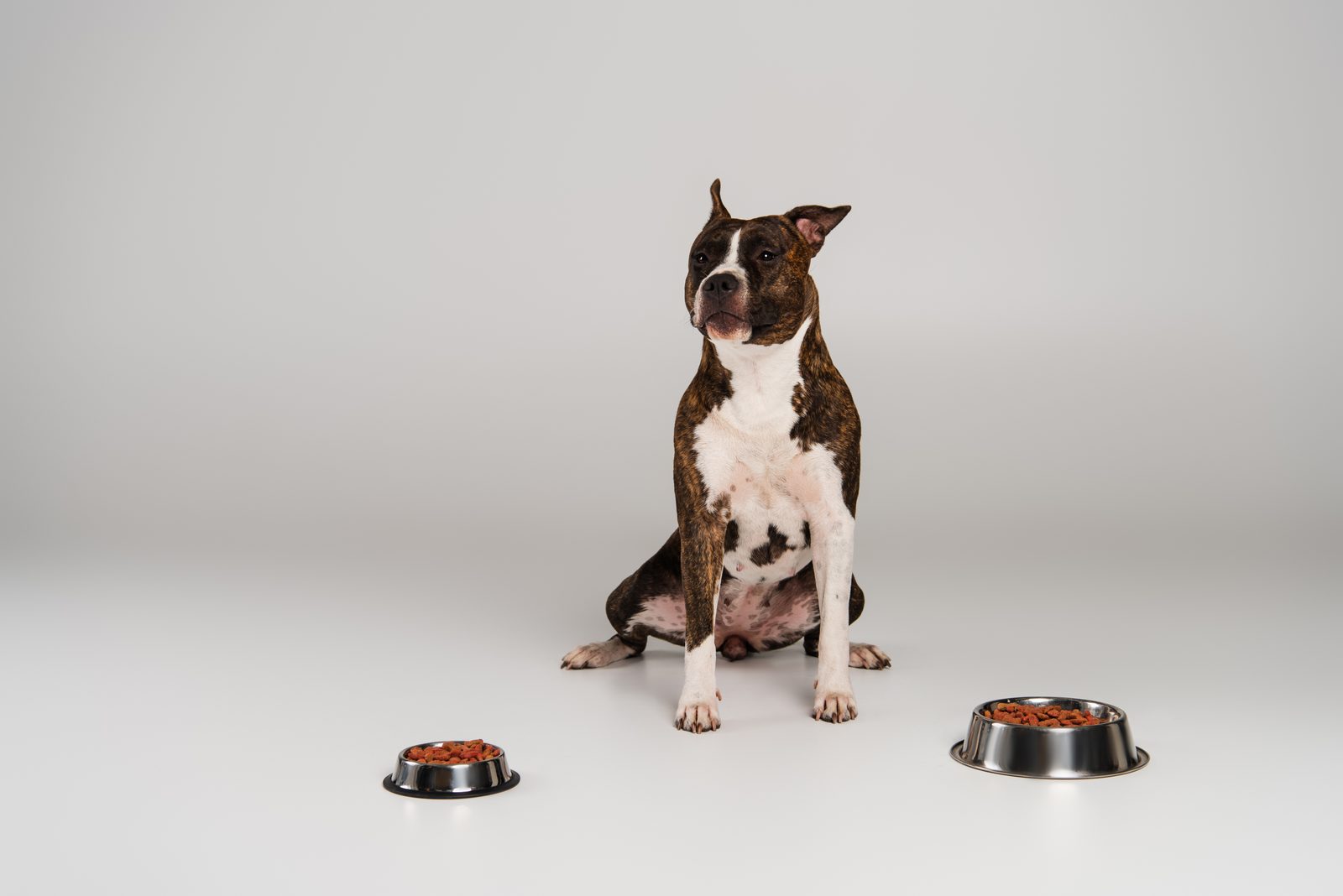 A brindle and white terrier sits on a plain gray floor between two steel bowls of food, looking off to one side