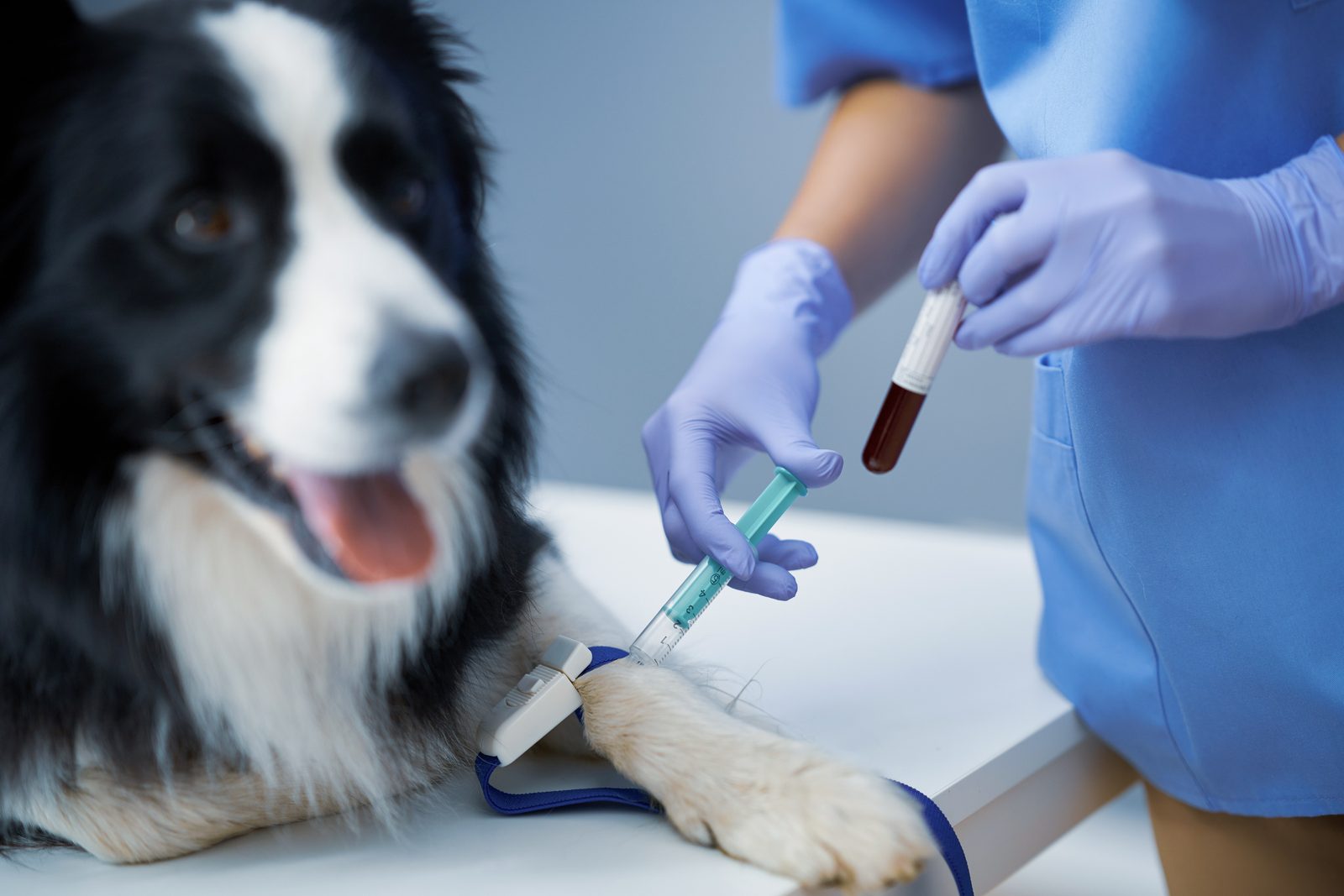 Border Collie lying on a clinic table while a gloved vet collects blood from its foreleg into a small sample tube