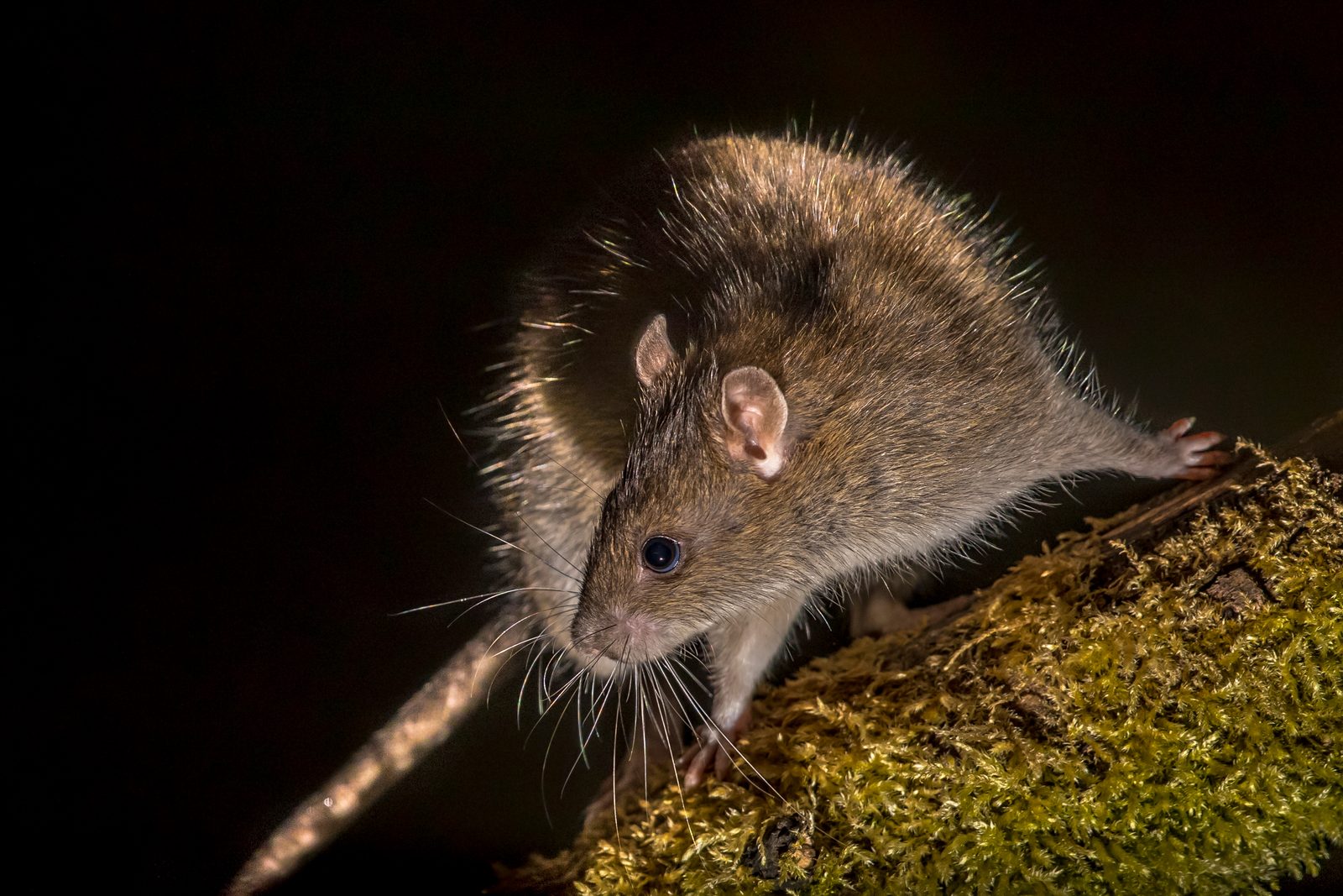 Wild brown rat with long whiskers creeping along a moss-covered branch against a dark night background