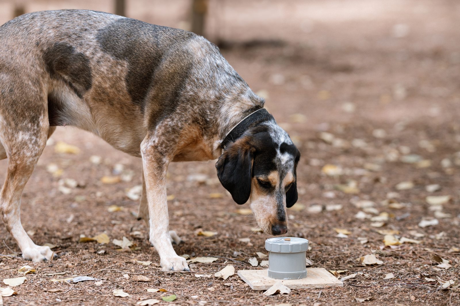 A speckled tricolor hound lowers its nose to a small gray lidded container set on a wooden board on a leaf scattered dirt path