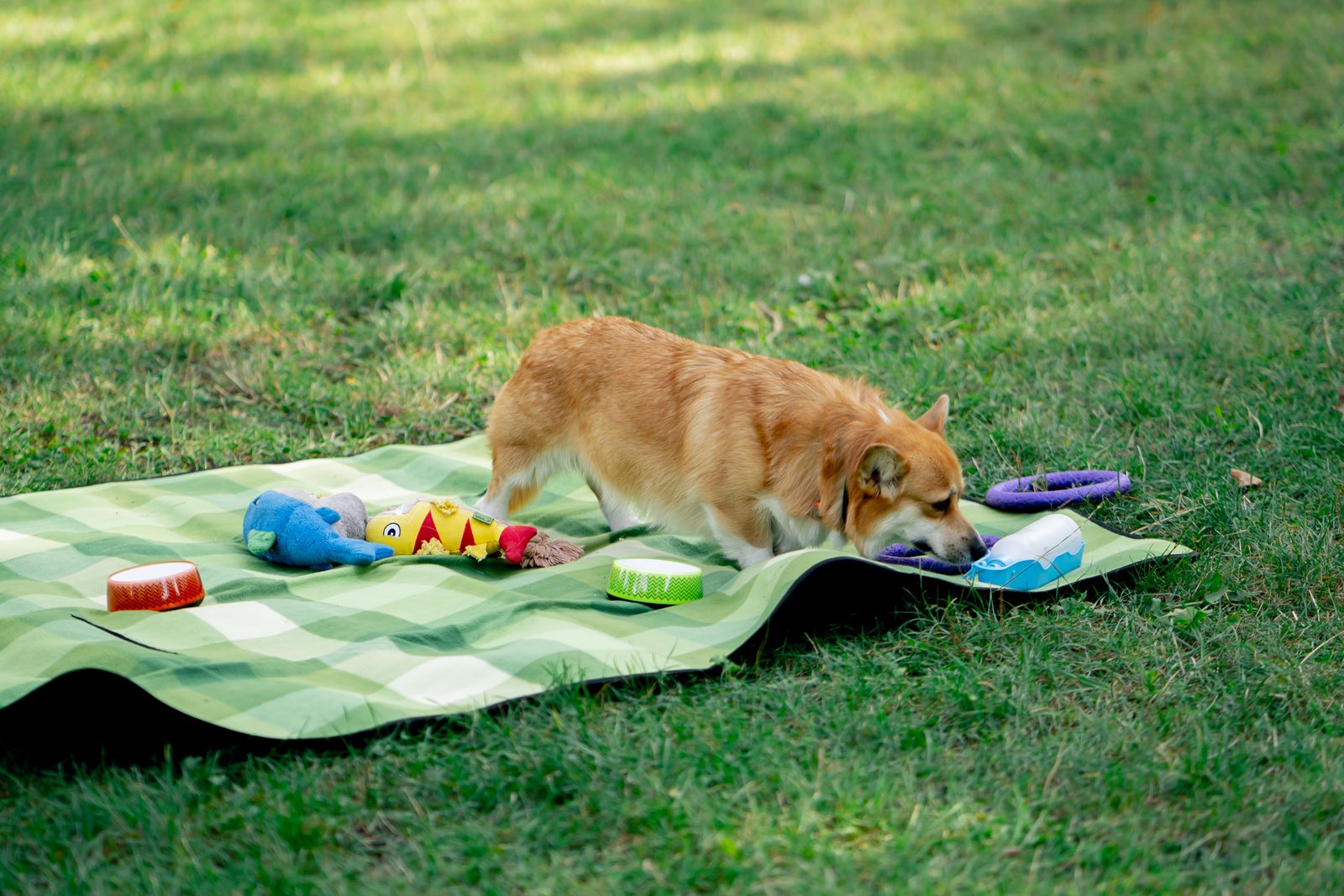 Corgi sniffing along a green checked blanket on a lawn, nose down among plush toys, a ring toy and small bowls