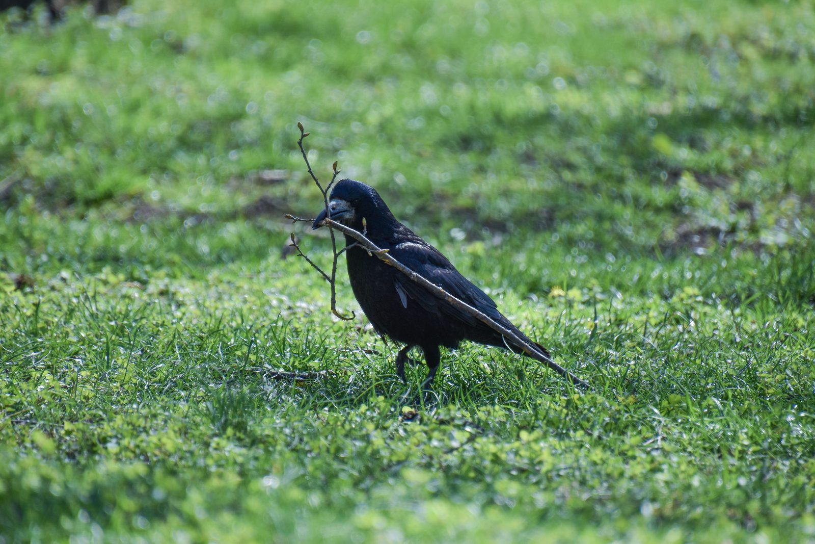 A black crow stands in short green grass holding a long forked twig crosswise in its beak, lit by soft daylight