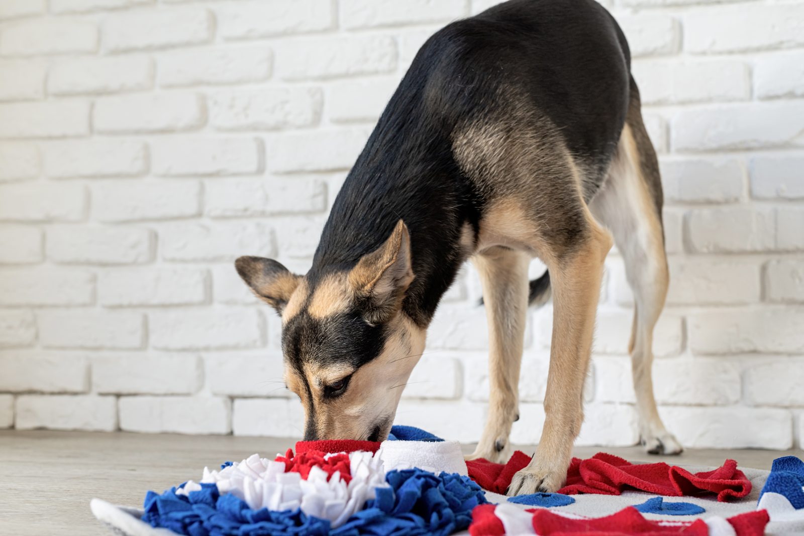 Tan and black mixed breed dog nosing into a red, white and blue snuffle rug on a wooden floor beside a white brick wall