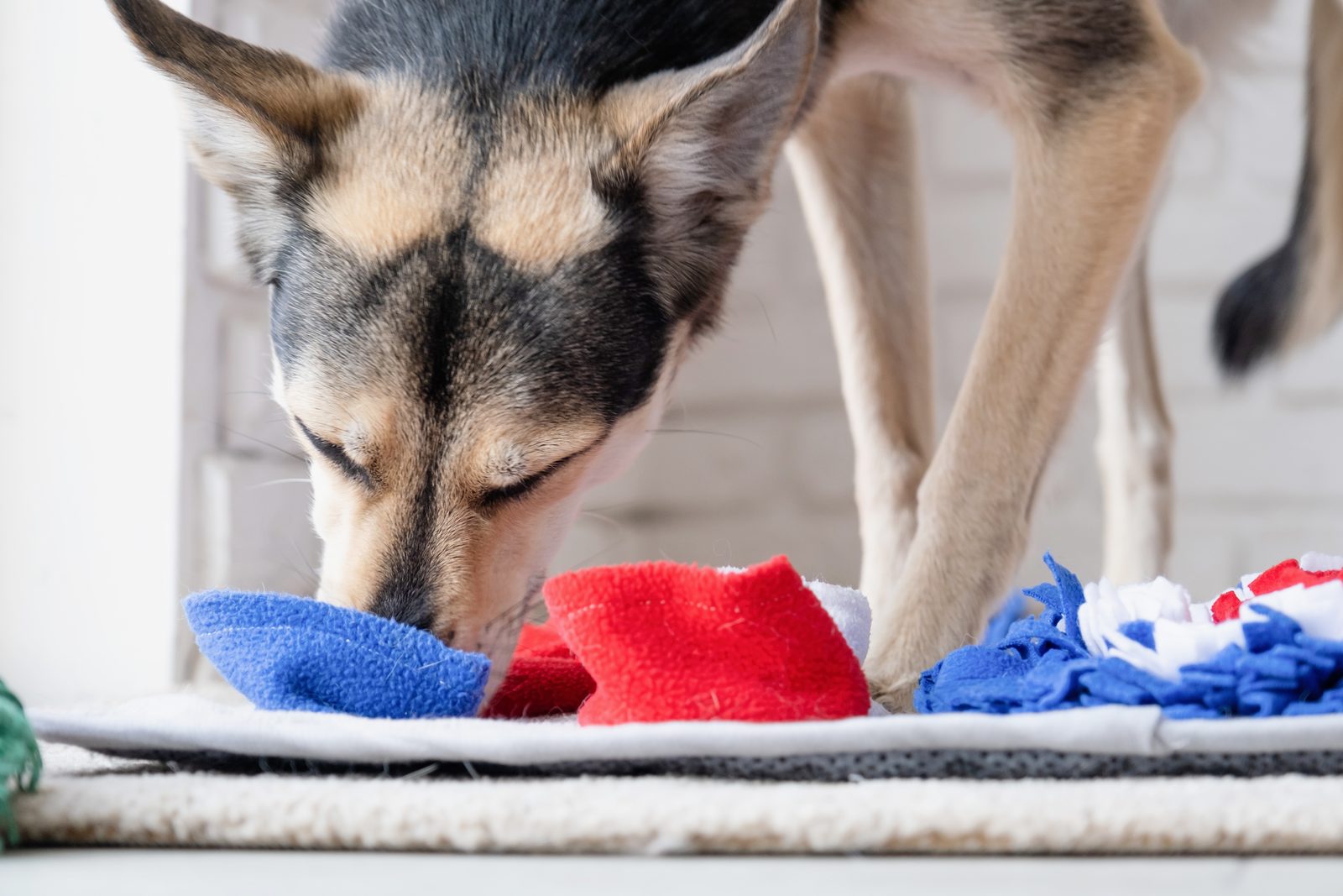 Tan and black mixed-breed dog nosing into a fleece snuffle mat on a rug, searching the fabric strips for hidden food