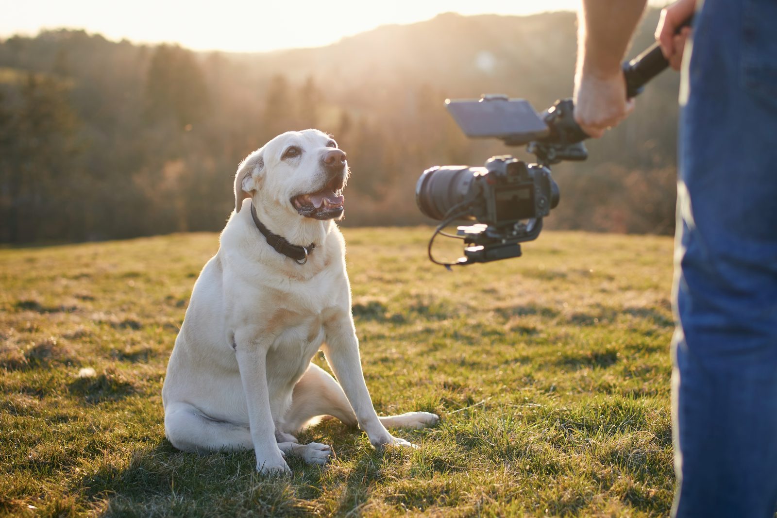 A pale Labrador sits on a grassy hillside at sunset while a person standing beside it holds a camera on a gimbal to film it