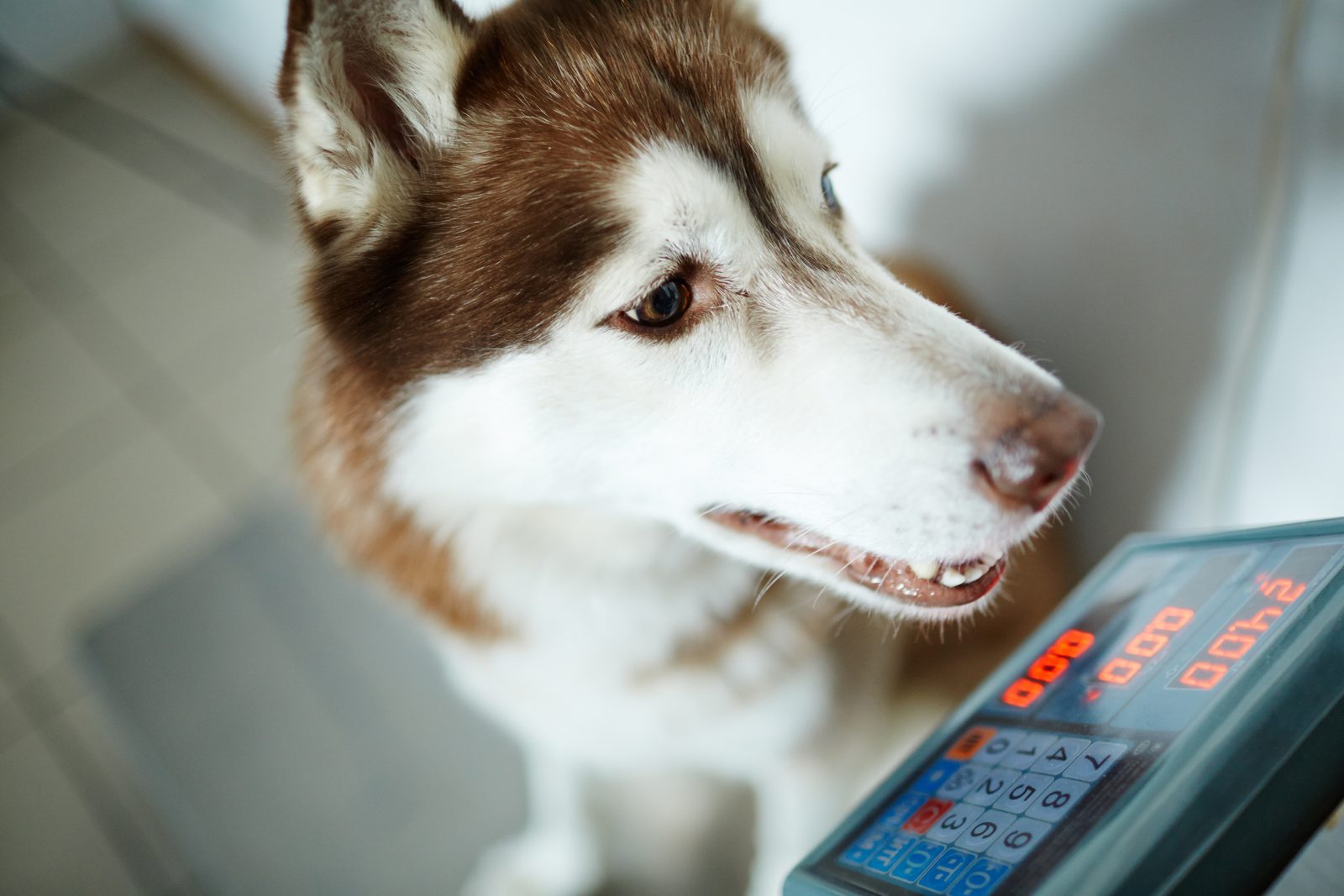 Red and white Siberian Husky standing beside the digital display of a floor scale in a bright veterinary clinic