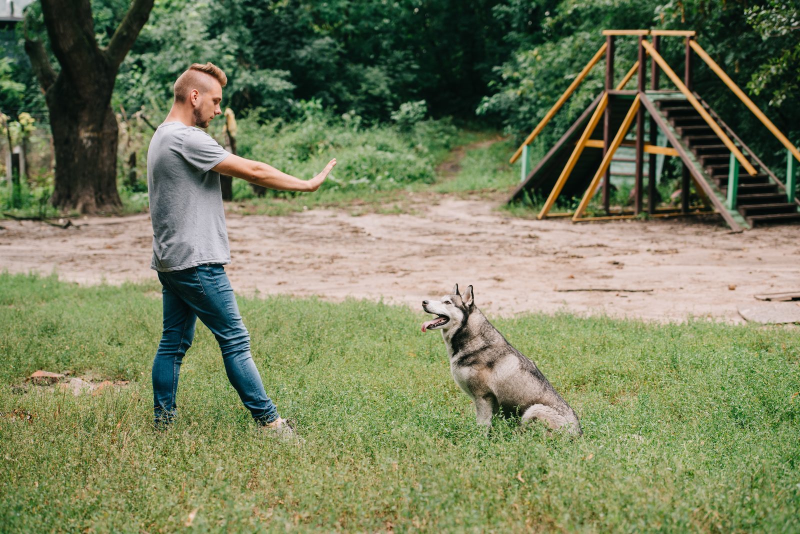 Siberian husky sitting on grass while a man holds out a flat palm stay signal, wooden agility ramps and trees behind them