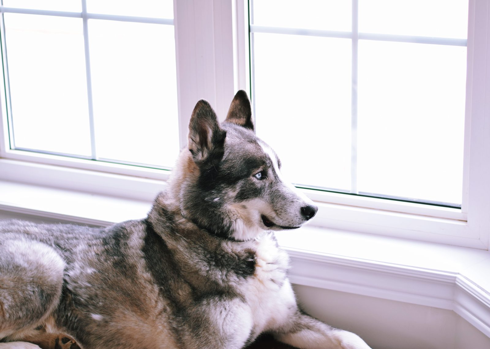 Grey and white husky lying on a window bench with ears up, gazing out through bright white framed windows