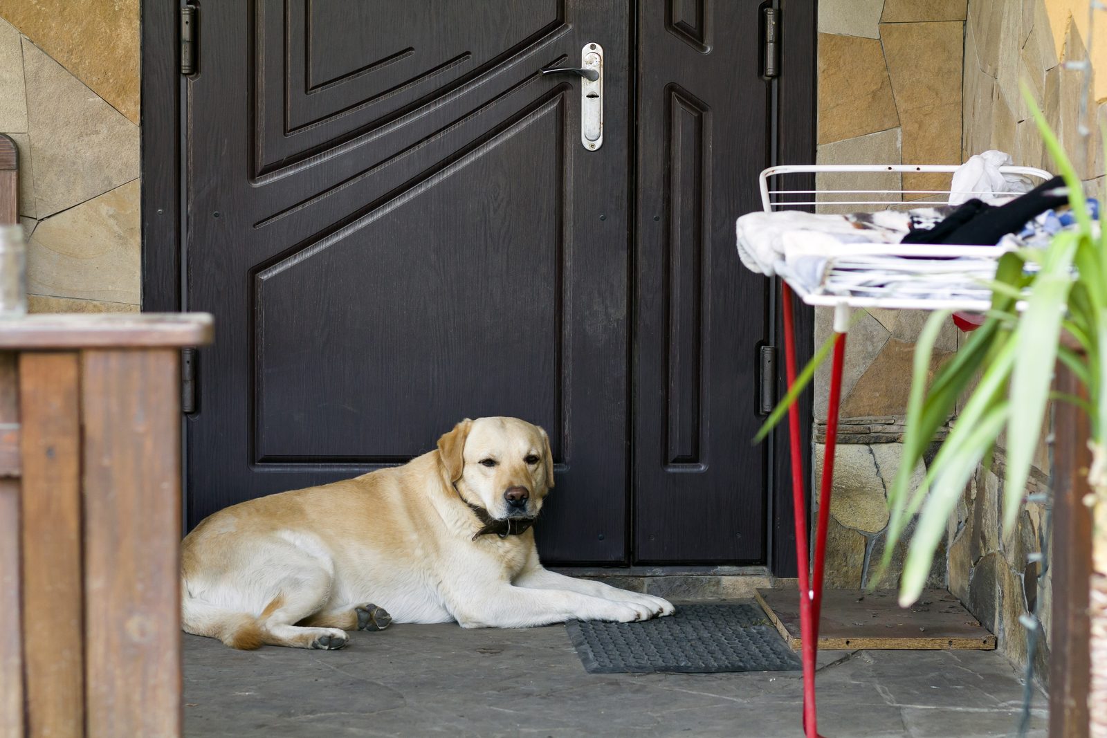 A yellow Labrador retriever lies on a porch floor in front of a closed dark wooden door, next to a rubber doormat.