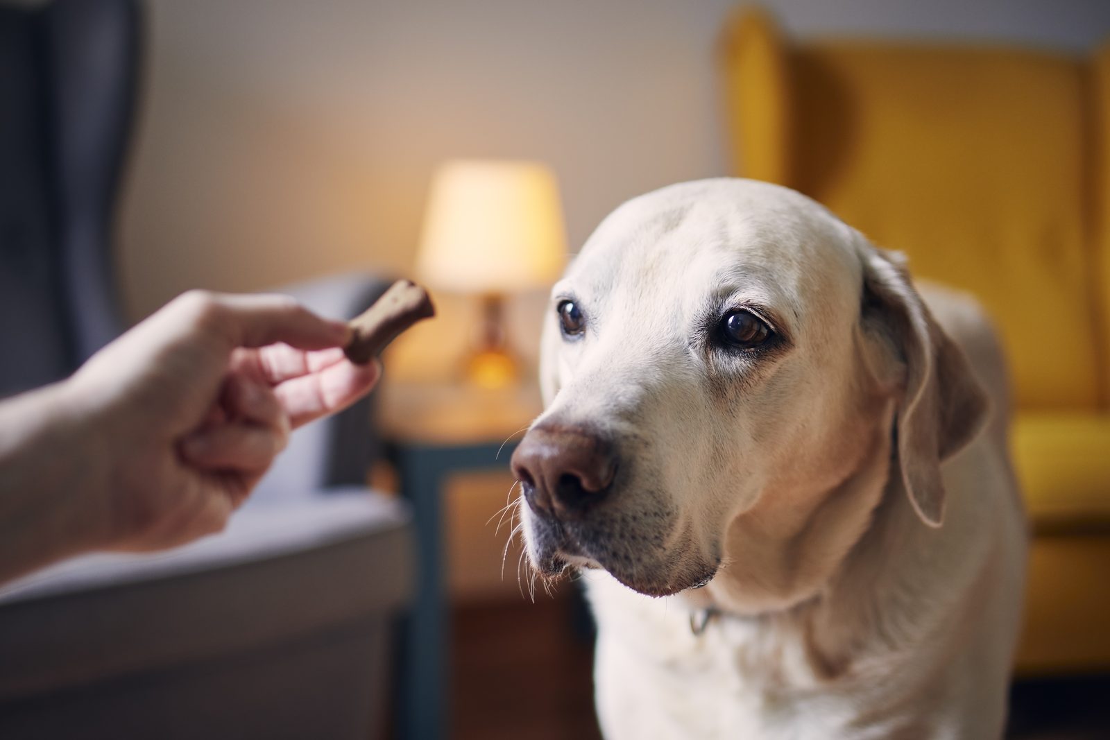 An older yellow Labrador sits in a warm lamplit living room, eyes fixed on a hand holding a biscuit just out of reach
