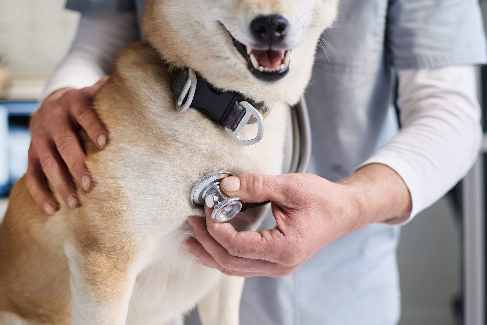 Veterinarian in scrubs holds a Shiba Inu steady with one hand while pressing a stethoscope to its chest with the other
