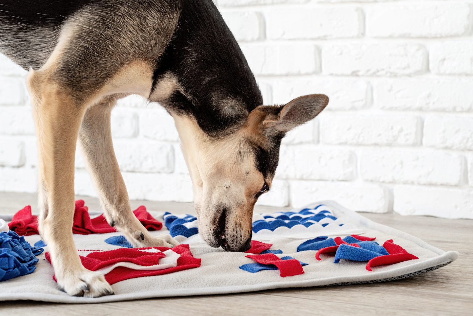 Mixed breed shepherd type dog nosing through red and blue fleece strips on a snuffle mat beside a white brick wall