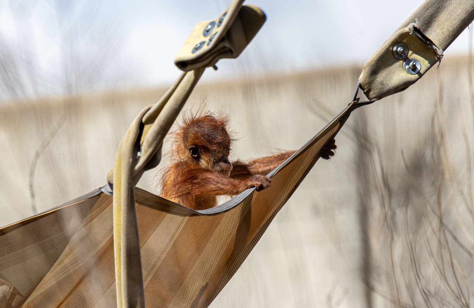 Young orangutan resting in a canvas hammock strung on straps inside a zoo enclosure, gripping the edge with one hand