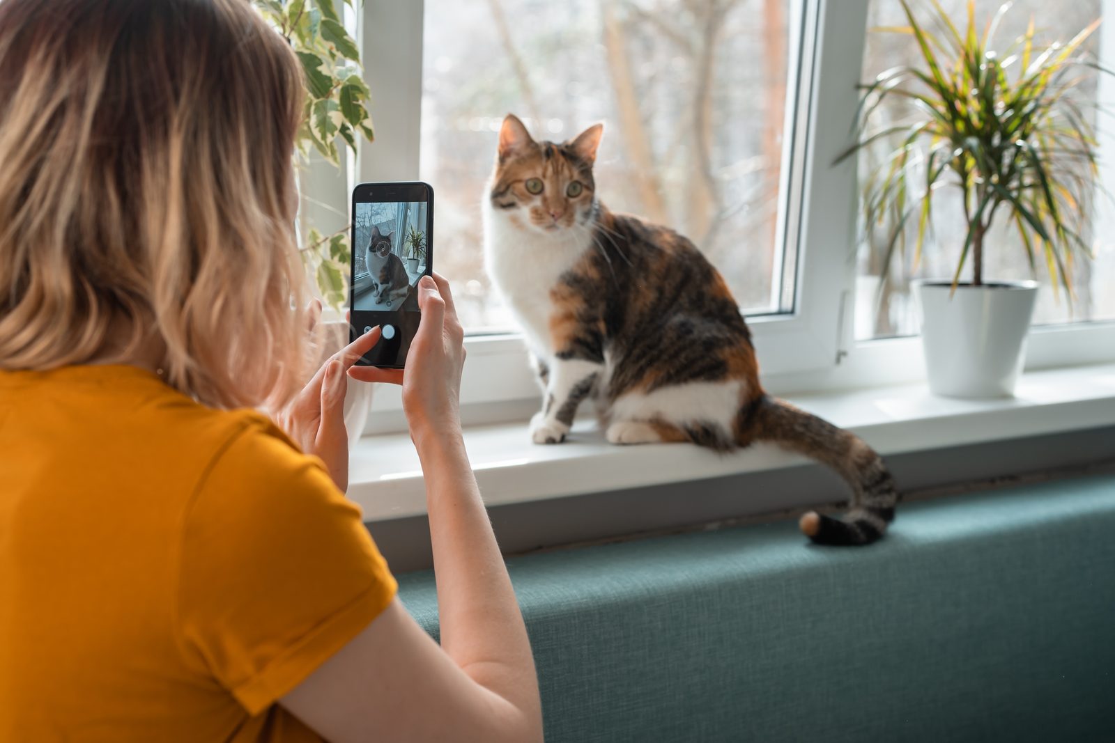 Woman holds up a phone to photograph a calico cat sitting on a bright windowsill between potted houseplants