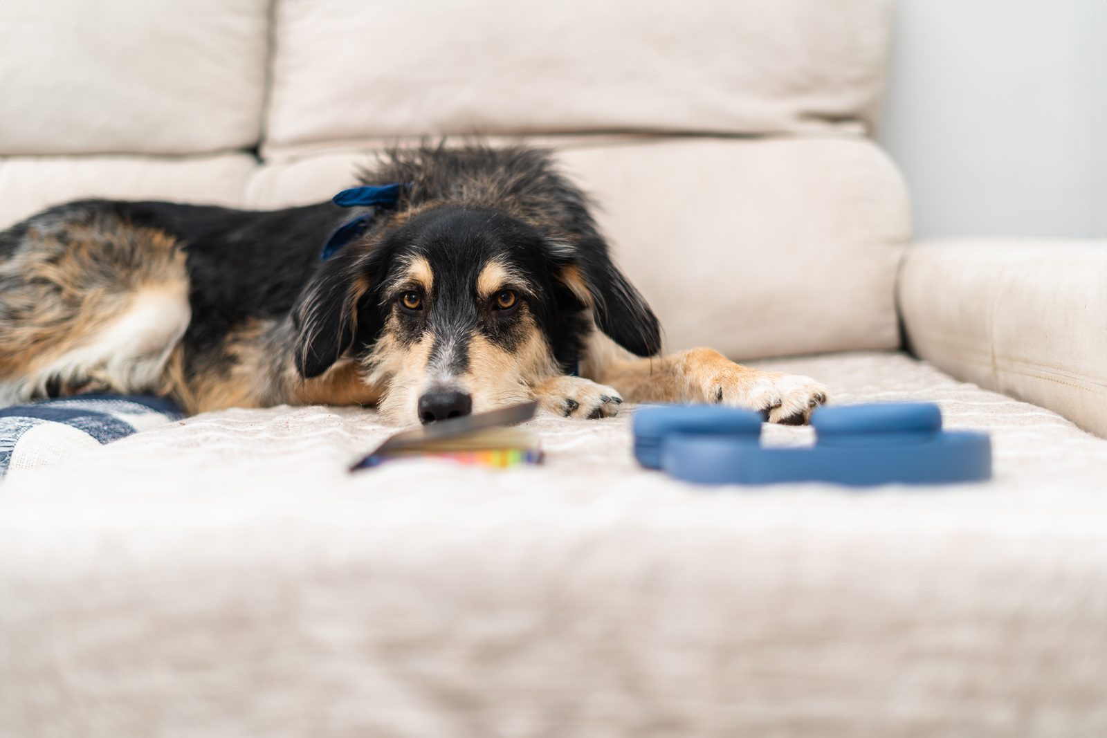 A black and tan dog lies with its head down on a cream sofa, a blue rubber toy and a book lying in front of it