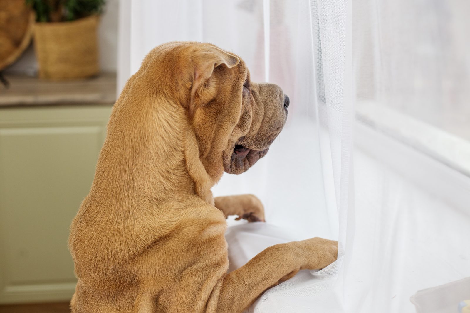 A tan Shar Pei with deep skin folds stands with its front paws on a white windowsill, looking out past a sheer curtain.