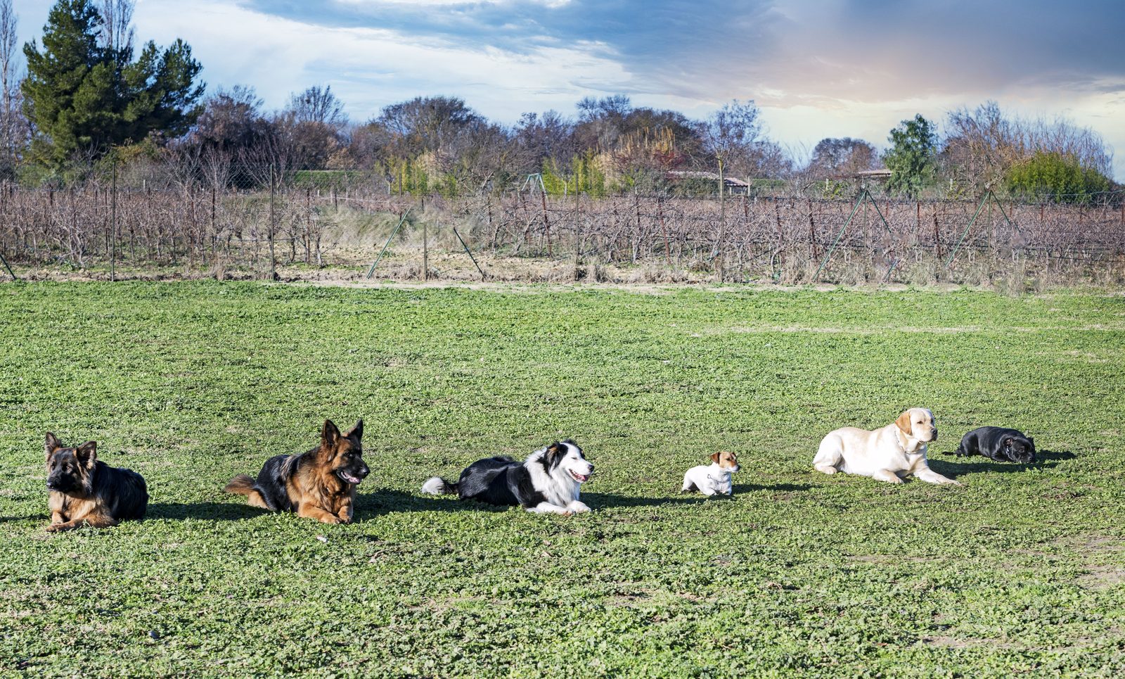 Six dogs of different breeds and sizes lie spaced in a line across a wide grassy training field under a blue sky