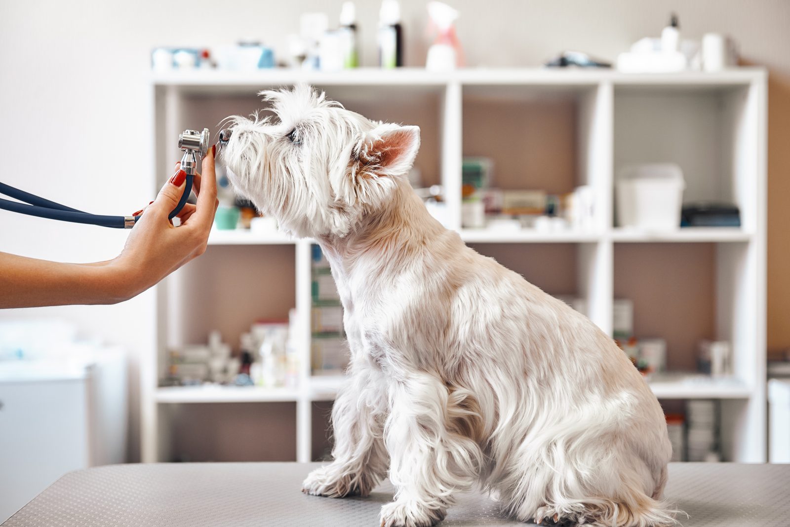 A white West Highland terrier sits on an exam table while a hand holds a stethoscope toward its chest, shelves of supplies behind
