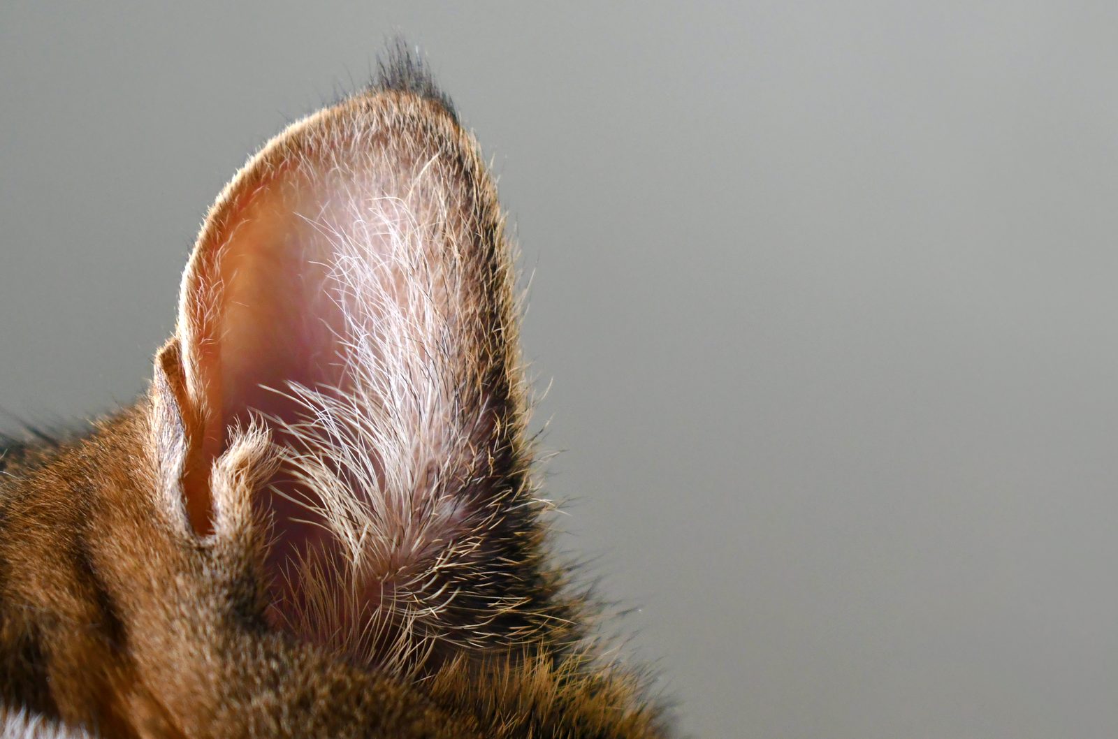 Close view of a tabby cat's ear, backlit so its fine inner hairs glow against a plain soft gray background