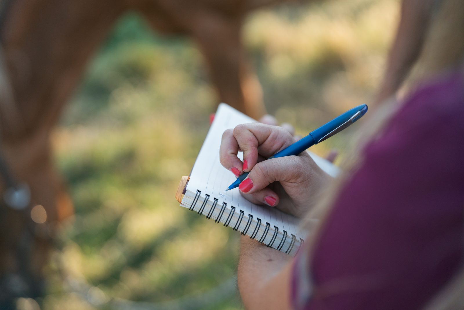 Hand holding a blue pen over a spiral notebook, taking notes outdoors while a horse stands out of focus behind