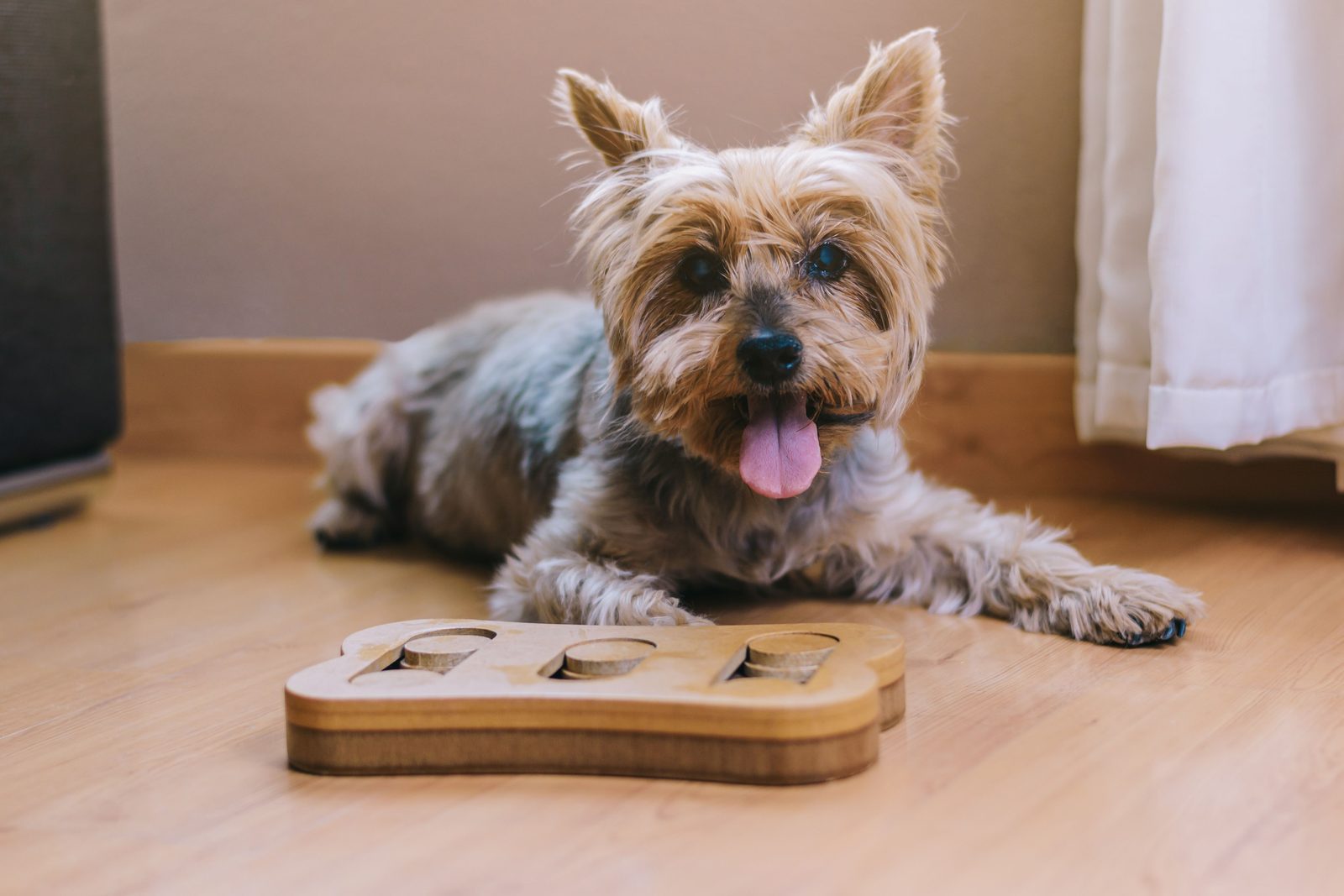 Yorkshire terrier lying on a wooden floor at home beside a bone-shaped wooden puzzle feeder with sliding covers