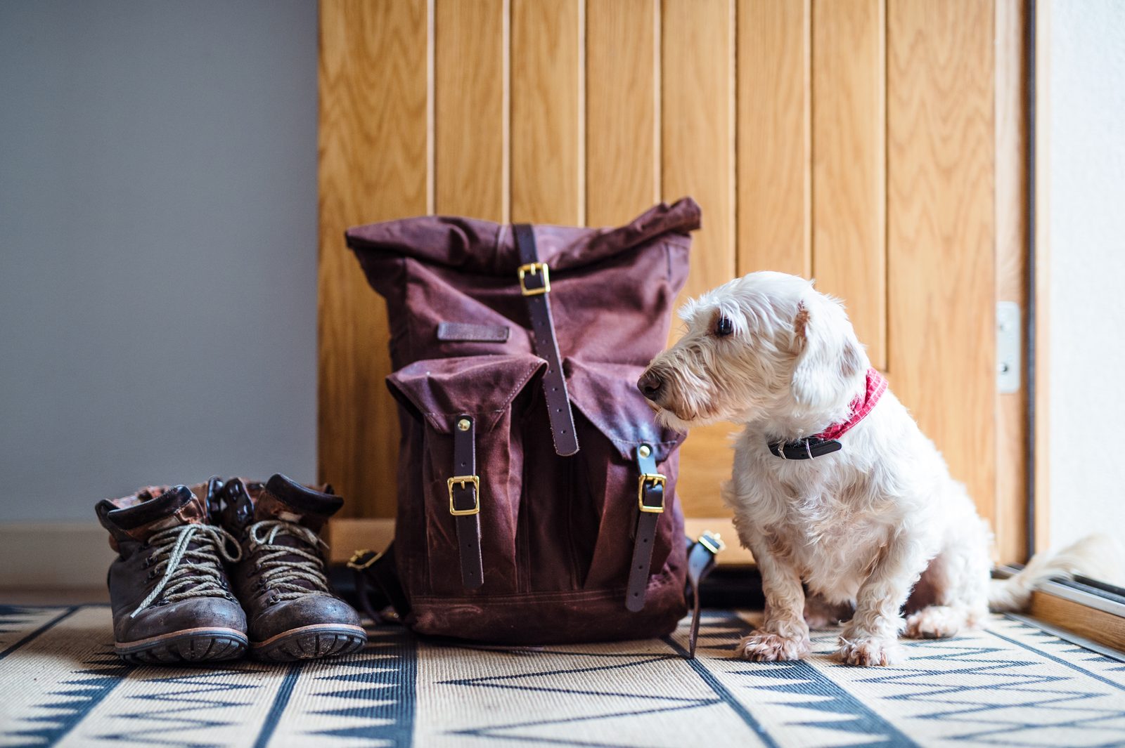 A small white terrier in a red collar sits on a patterned rug beside a canvas backpack and a pair of worn hiking boots.