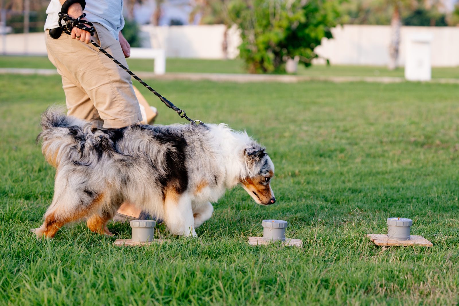 Australian shepherd on a leash walks past three gray scent containers set on wooden boards across a sunny lawn