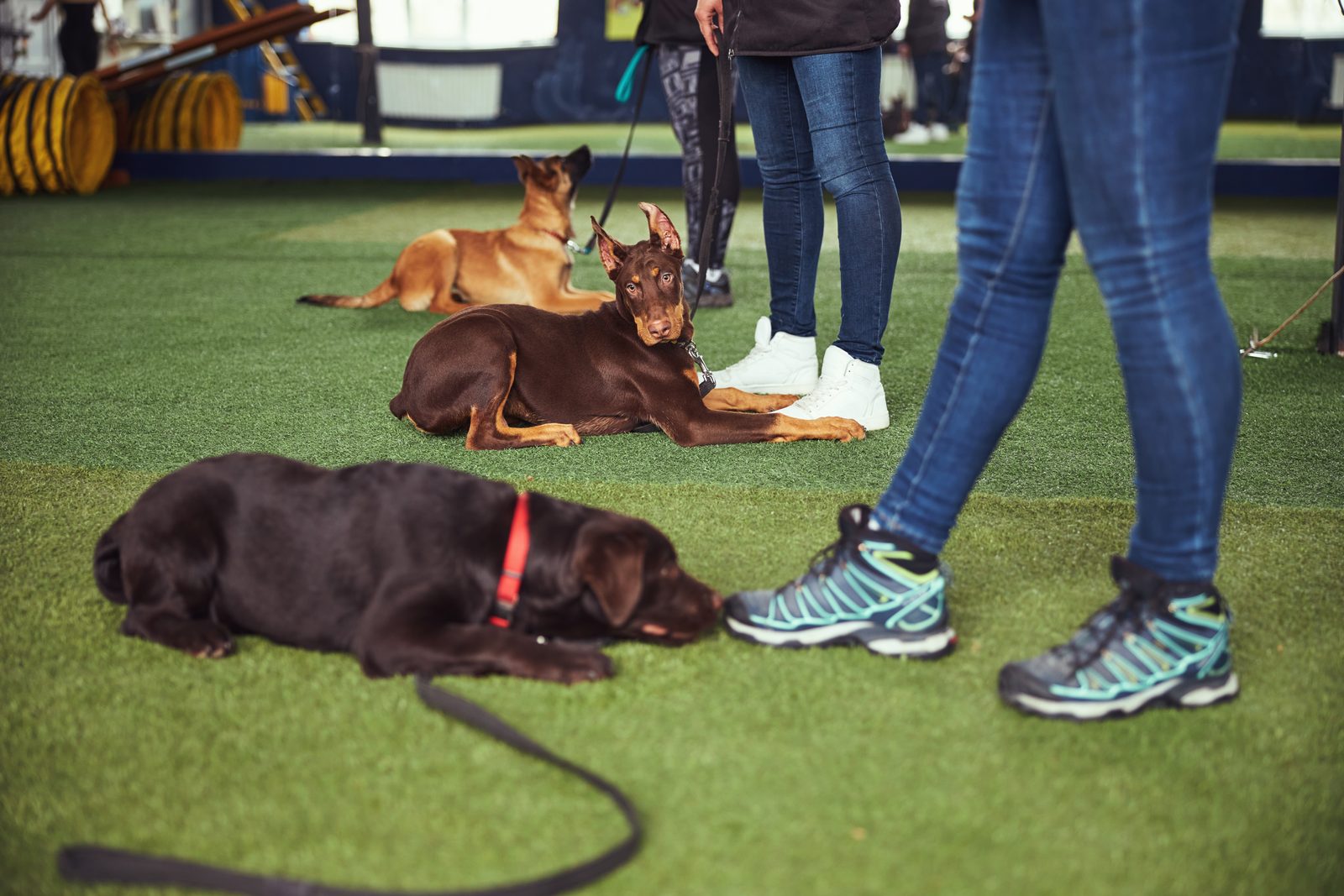 Chocolate Labrador, Doberman and shepherd mix lie on green turf in a training hall while handlers stand beside them
