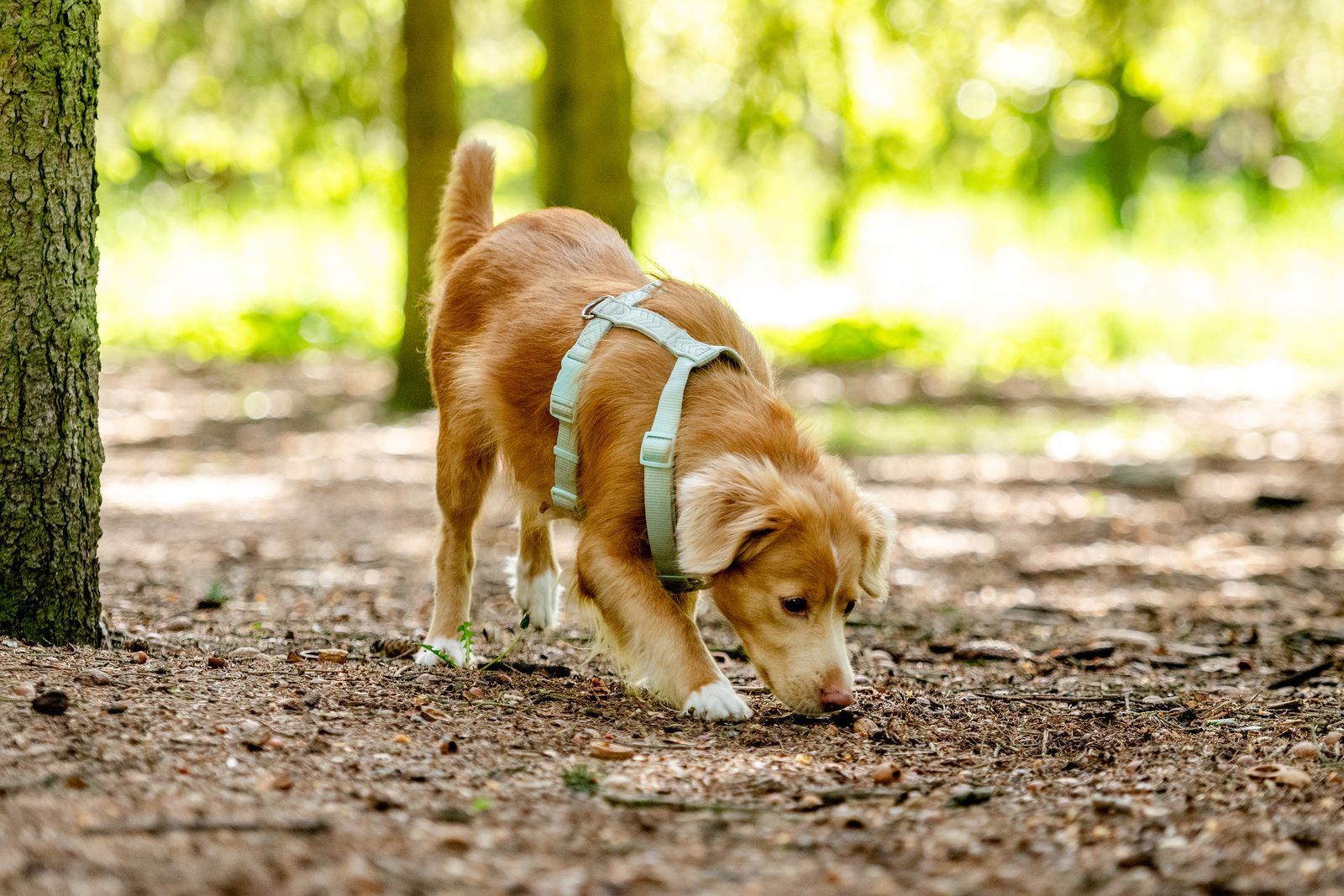 A young Nova Scotia duck tolling retriever in a sage harness sniffs the dirt path of a sunlit wood beside a tree trunk