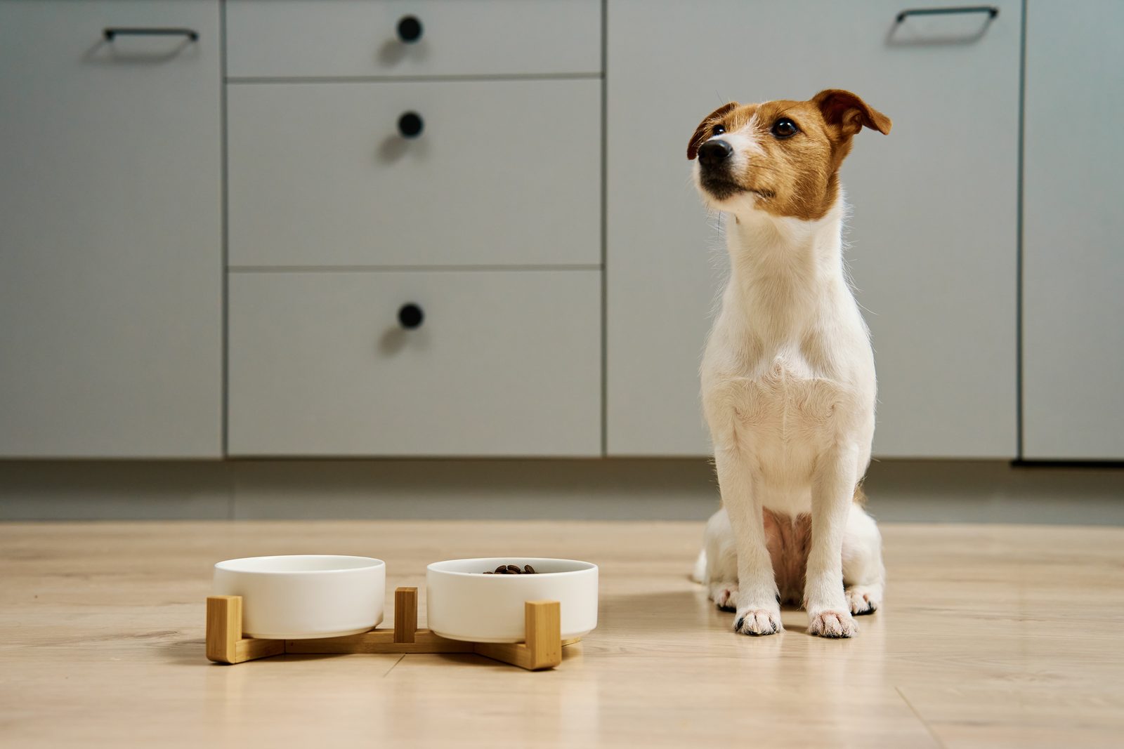 Jack Russell terrier sits on a pale wood floor beside two white bowls on a bamboo stand, one holding dry food