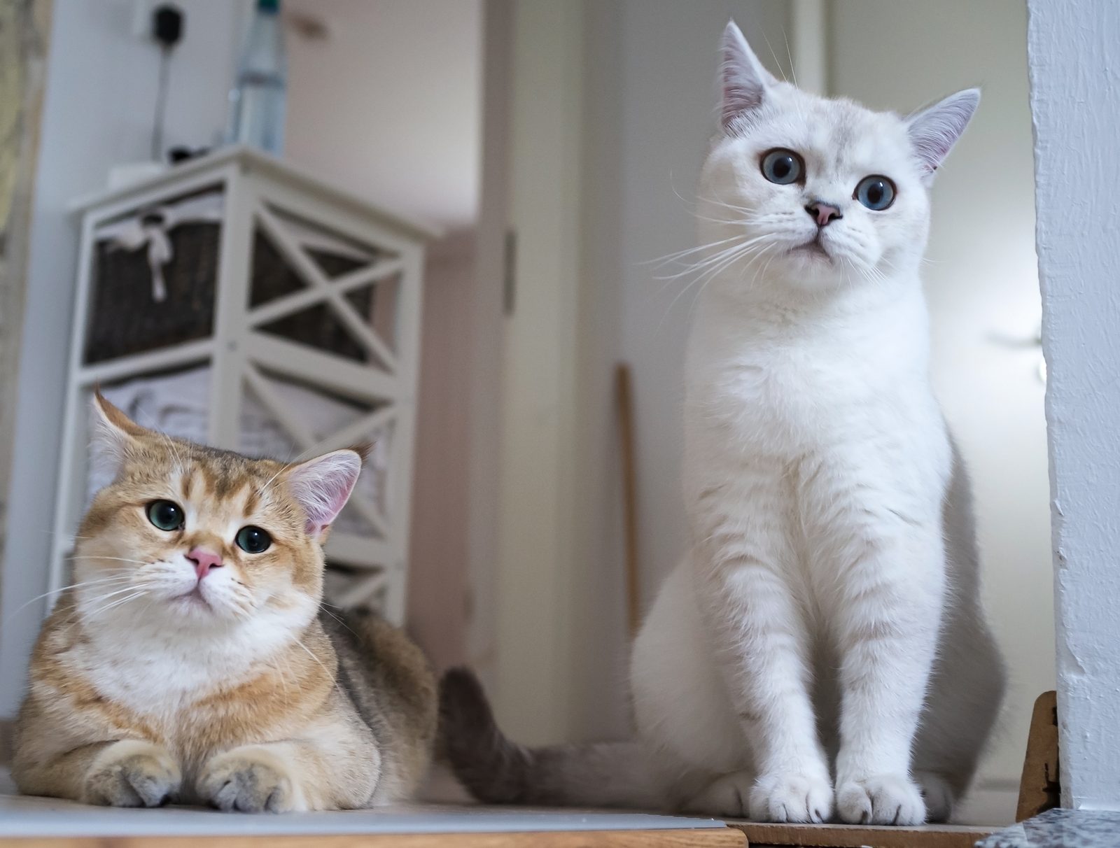 A ginger cat lies on a wooden ledge while a white cat sits upright beside it, both gazing toward the same point