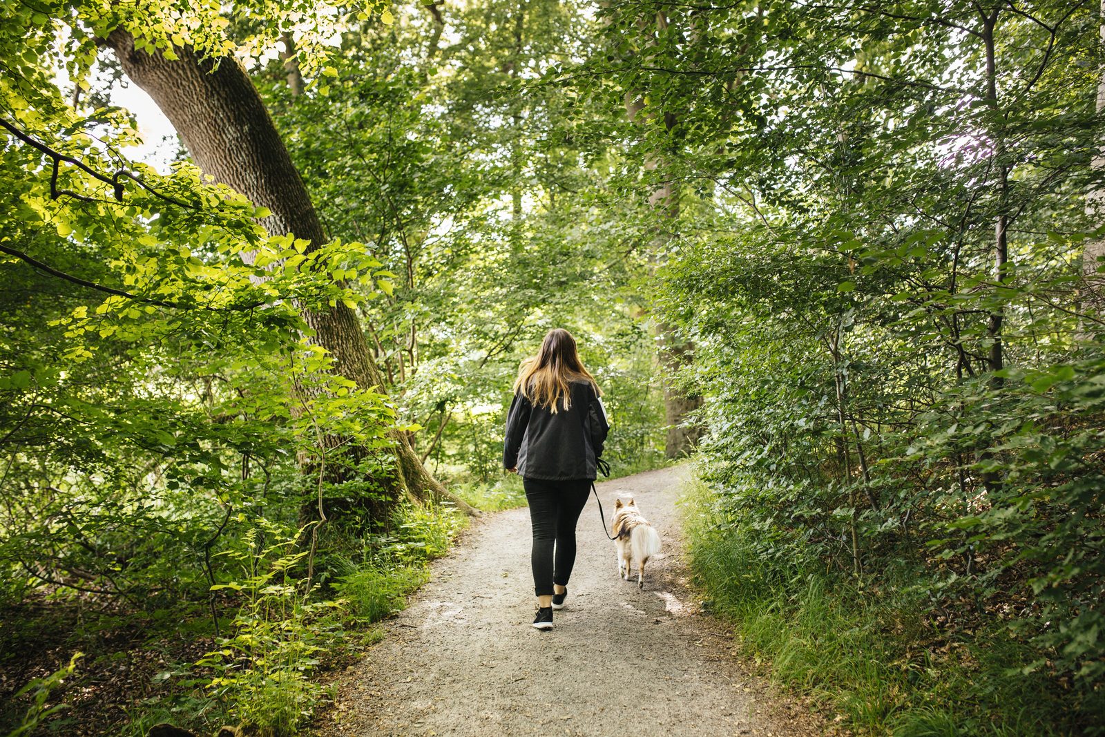 Woman with long hair walks a pale dog on a leash along a gravel path through dense green summer woodland