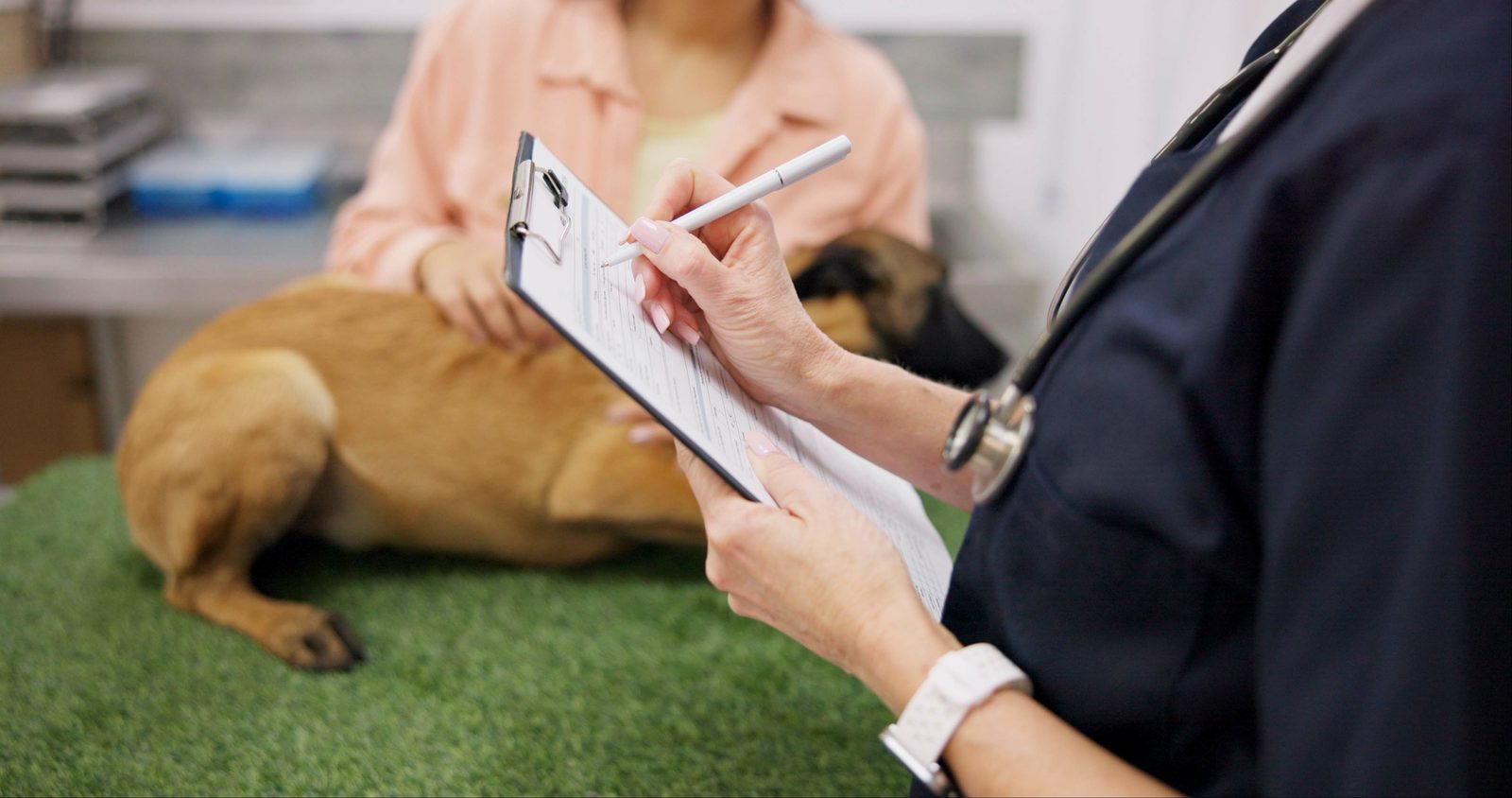 Veterinarian in navy scrubs writes on a clipboard in an exam room while a shepherd-type dog sits with its owner behind
